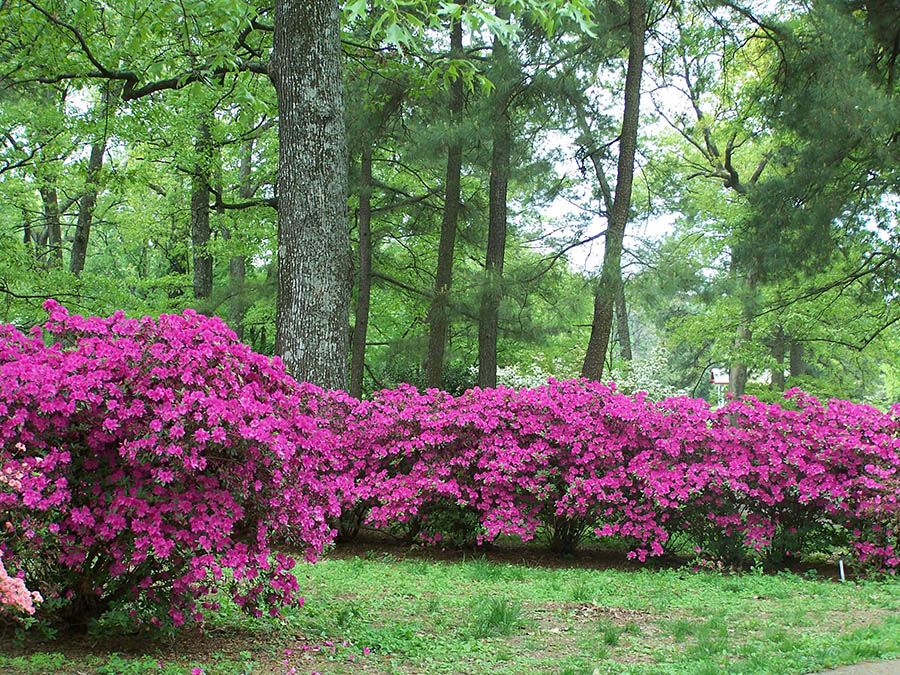 Memphis Botanic Garden Memphis Tn